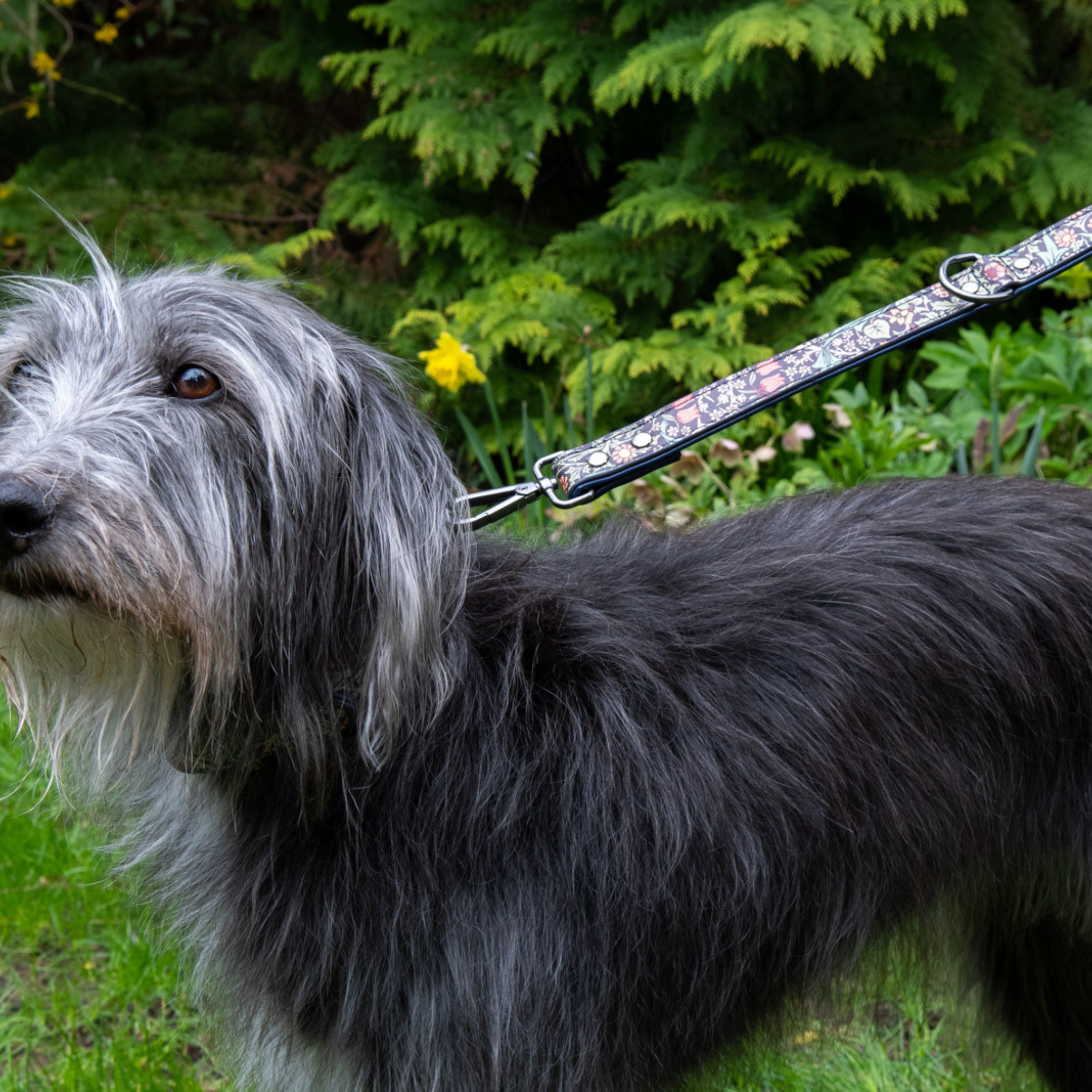 Heathcote & Ivory Dog Lead