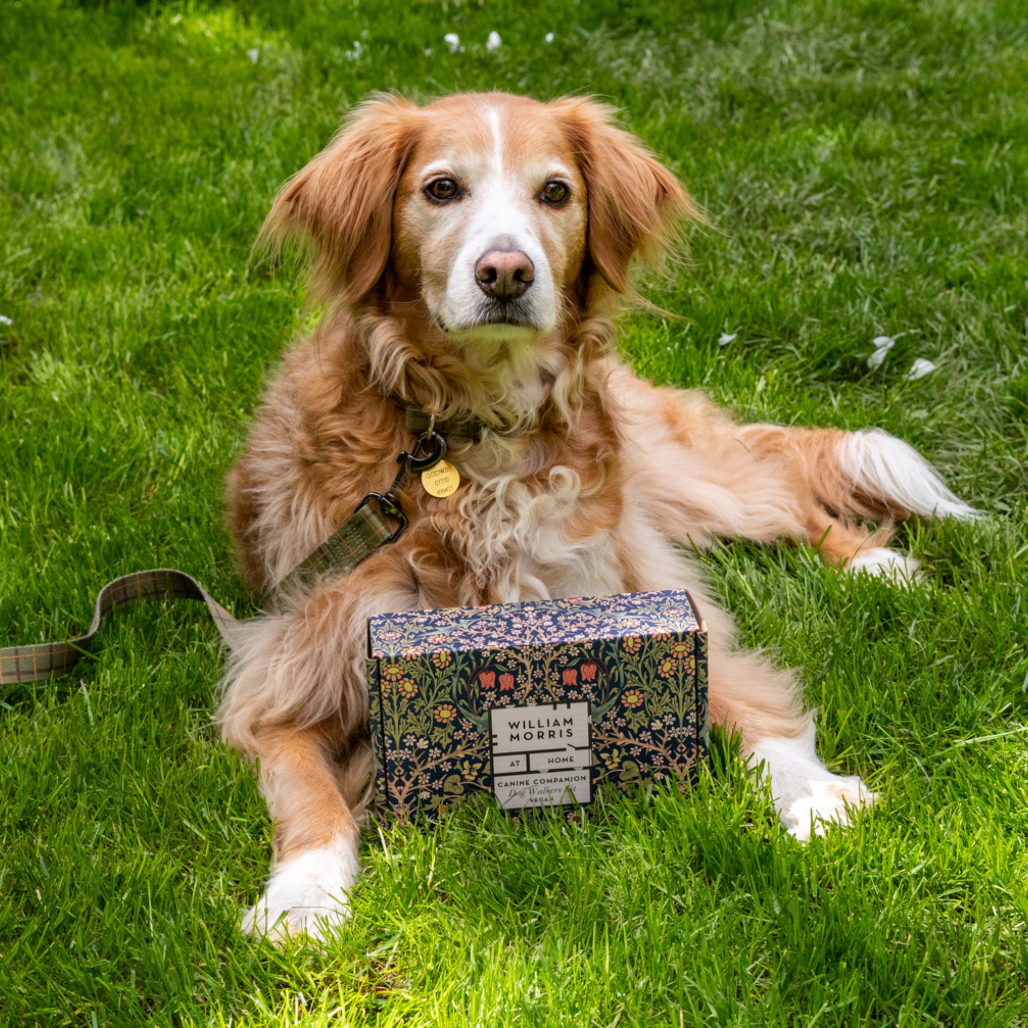 Heathcote & Ivory Canine Companion Dog Walkers Kit