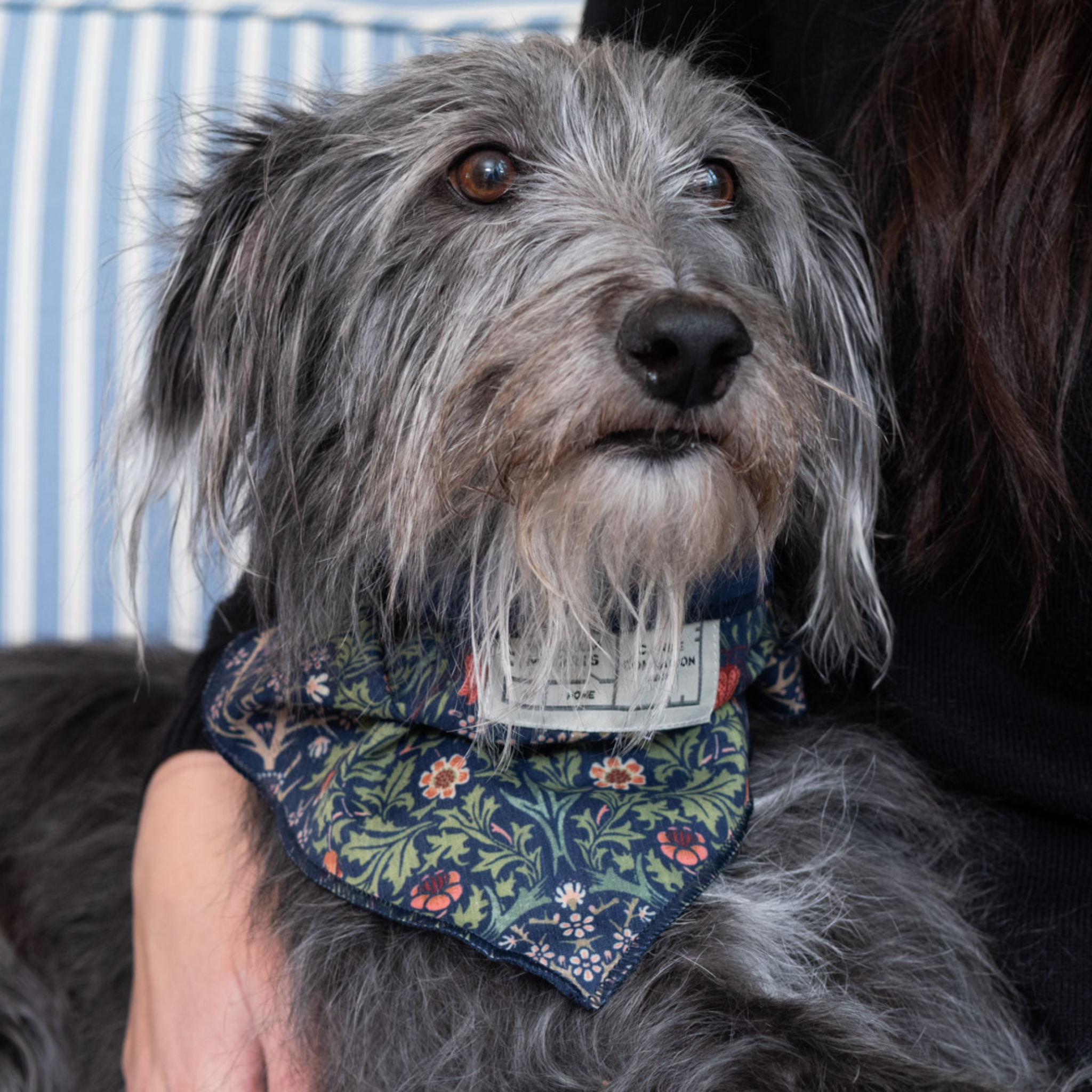 Heathcote & Ivory Canine Companion Dog Bandana and Hand Cream Gift